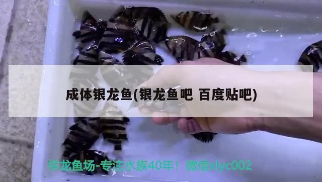 成體銀龍魚(銀龍魚吧百度貼吧) 成體銀龍魚(銀龍魚吧百度貼吧) 銀龍魚百科