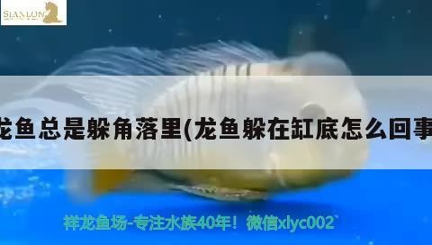 龍魚總是躲角落里(龍魚躲在缸底怎么回事)