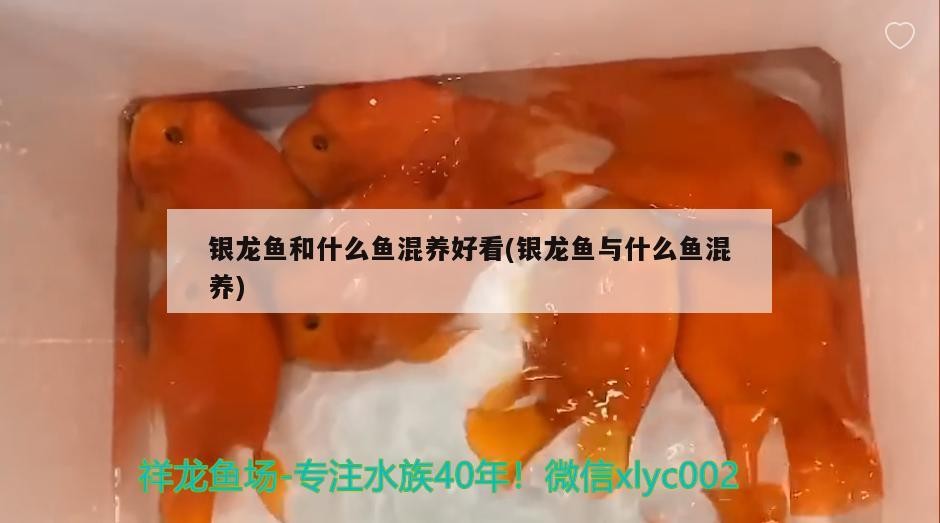 銀龍魚和什么魚混養好看(銀龍魚與什么魚混養)
