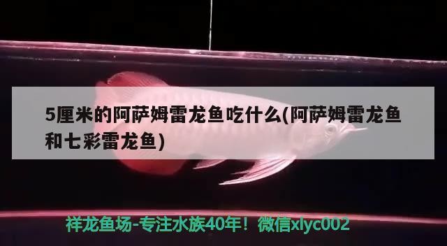虎皮魚能和虎皮魚一起混養么虎皮魚能和草金魚一起養嗎