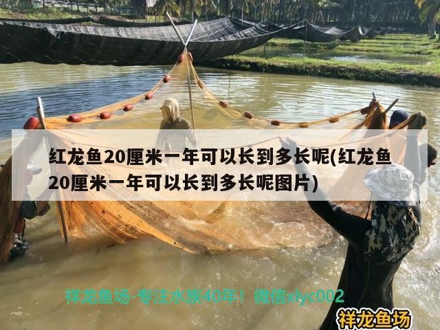 虎皮魚能和虎皮魚一起混養么虎皮魚能和草金魚一起養嗎