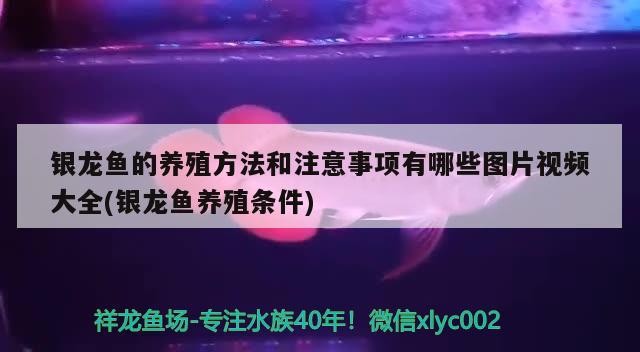 銀龍魚的養殖方法和注意事項有哪些圖片視頻大全(銀龍魚養殖條件)