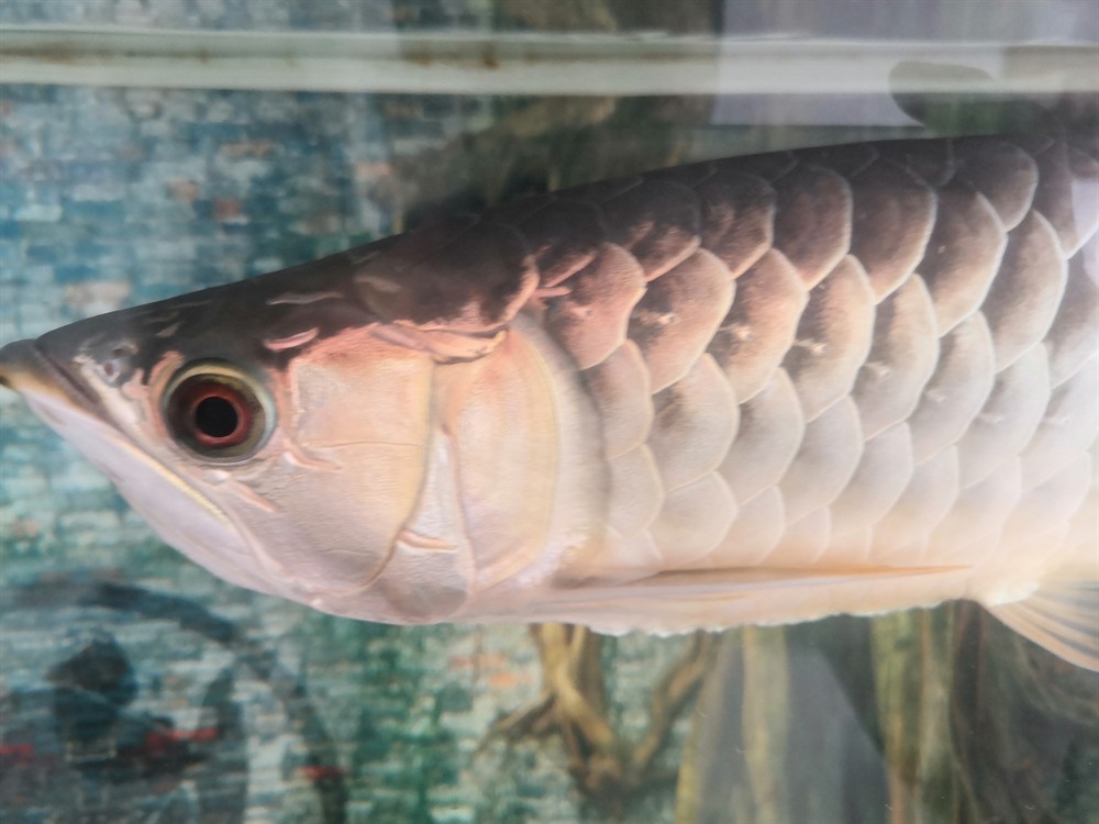 想換個(gè)大缸只能賣了魚(yú)才能換過(guò)背金龍40+4000虎魚(yú)包肚包脖20cm左右500