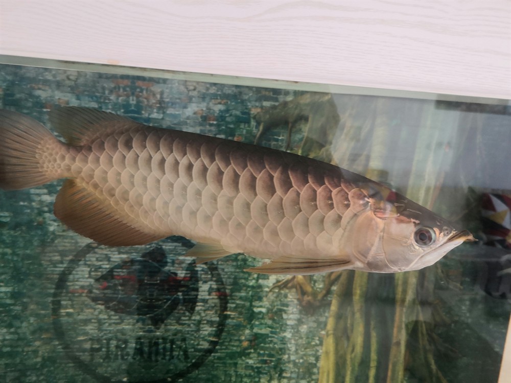 想換個(gè)大缸只能賣了魚(yú)才能換過(guò)背金龍40+4000虎魚(yú)包肚包脖20cm左右500
