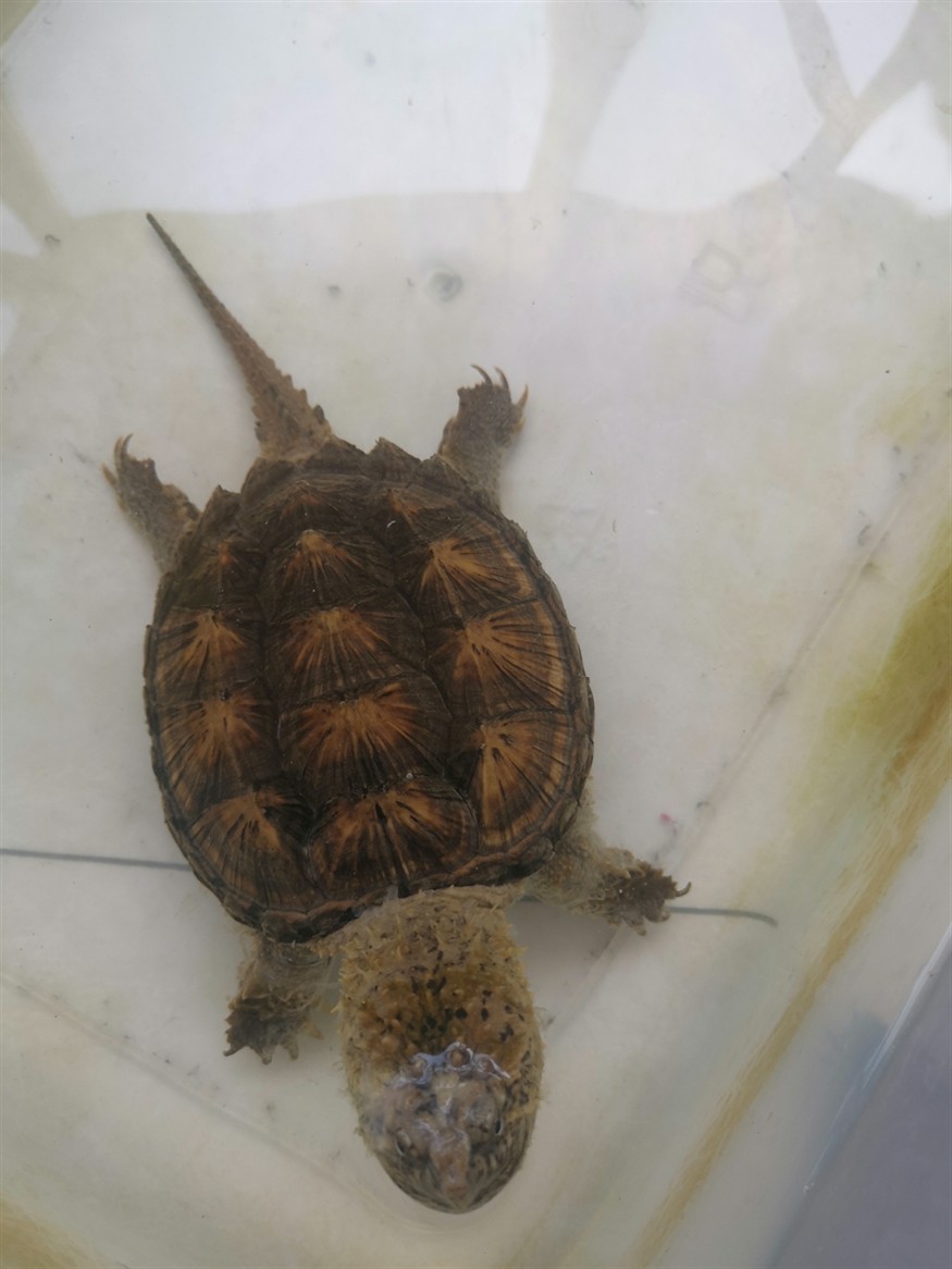 想換個(gè)大缸只能賣了魚(yú)才能換過(guò)背金龍40+4000虎魚(yú)包肚包脖20cm左右500