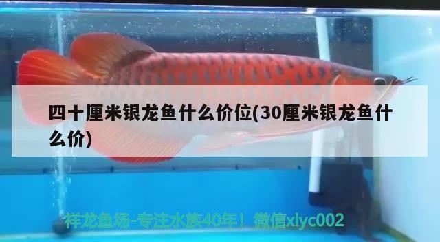 四十厘米銀龍魚什么價位(30厘米銀龍魚什么價)