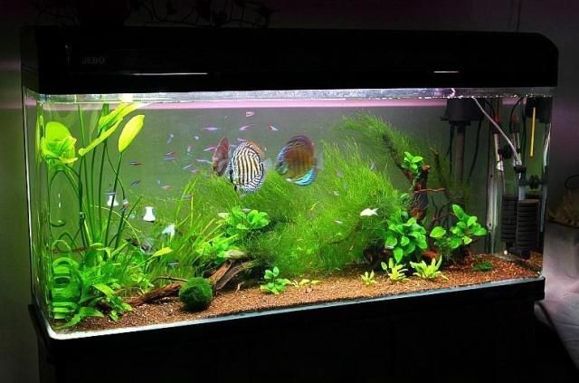 帶蓋子的上濾魚缸怎么改造：帶蓋子的上濾魚缸改造