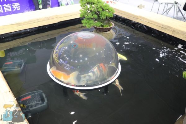 負(fù)壓魚缸對(duì)魚有什么好處，負(fù)壓魚缸如何防止缺氧