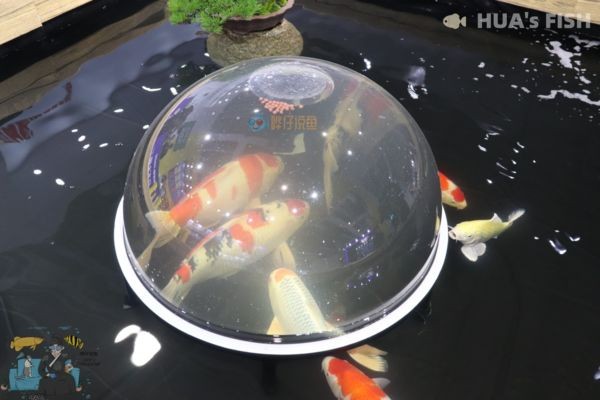 負(fù)壓魚缸對(duì)魚有什么好處，負(fù)壓魚缸如何防止缺氧