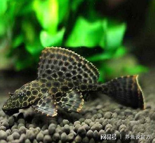 西昌市紅紅水族館（西昌市紅紅水族館電話）