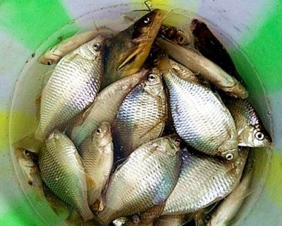 蝴蝶錦鯉的成長日記：養(yǎng)蝴蝶鯉最好選擇1.2米至以上的魚缸