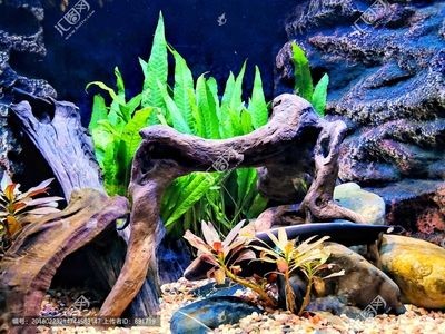 傳統魚缸造景圖：魚缸造景的歷史與發展