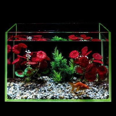 傳統魚缸造景圖：魚缸造景的歷史與發展