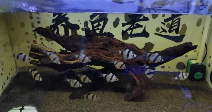 魚缸魚總死有什么預兆，如何改善魚缸水質防止魚死亡
