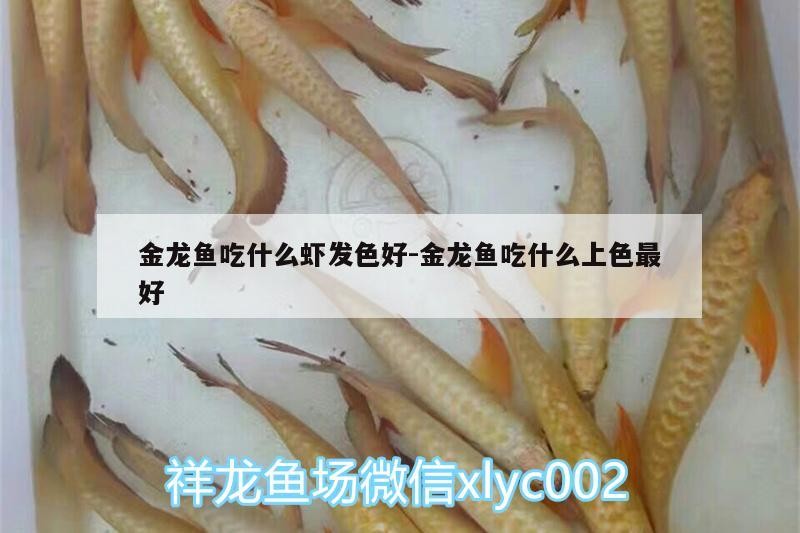 金龍魚吃什么蝦發色好:金龍魚吃什么上色最好