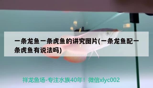 一條龍魚一條虎魚的講究圖片(一條龍魚配一條虎魚有說法嗎)