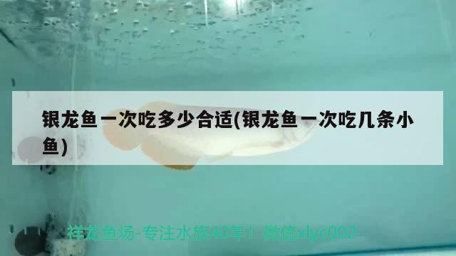 銀龍魚(yú)一次吃多少合適(銀龍魚(yú)一次吃幾條小魚(yú))
