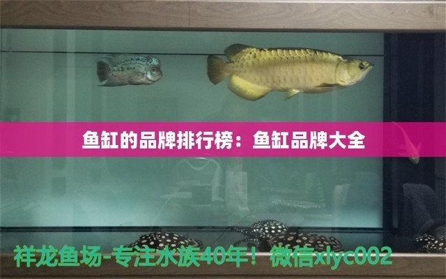 紅龍魚苗一年能長多大圖片視頻大全（紅龍魚苗一年能長多大圖片視頻大全集）