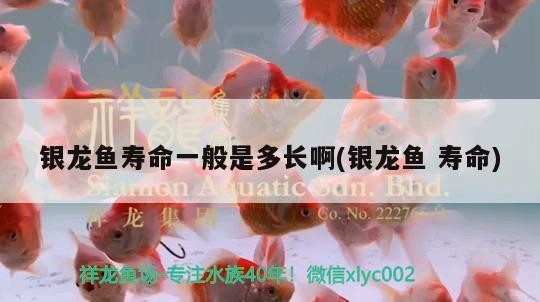 銀龍魚(yú)壽命一般是多長(zhǎng)啊(銀龍魚(yú)壽命)