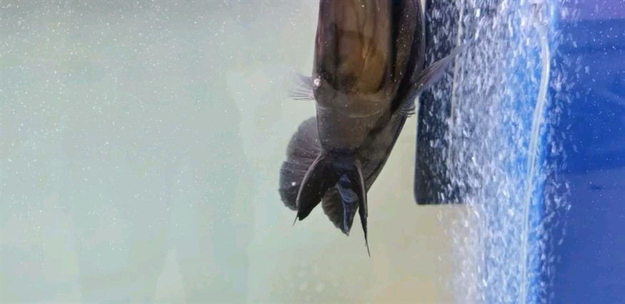 虎魚爛鰓