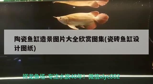 虎魚爛鰓