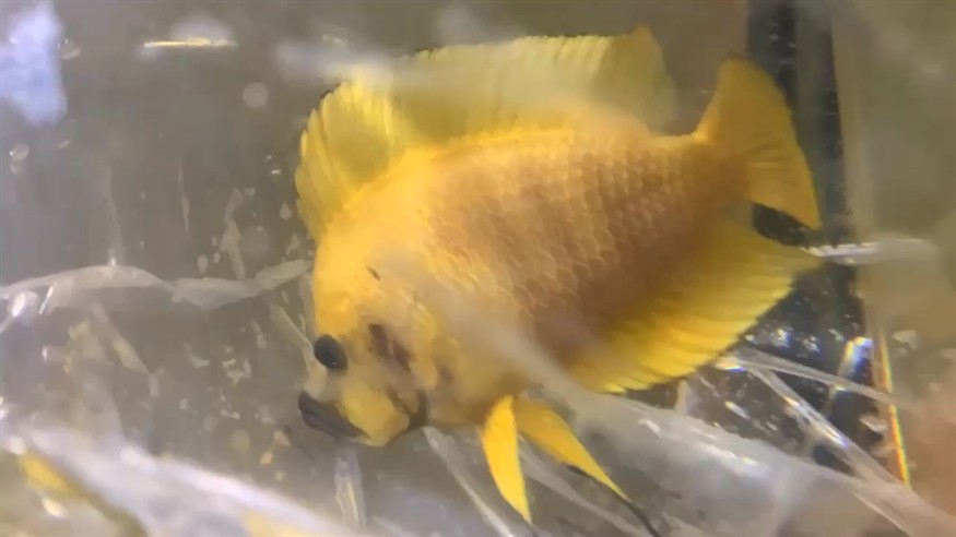 黃金虎王 (對魚) 最強地域種 震撼全網