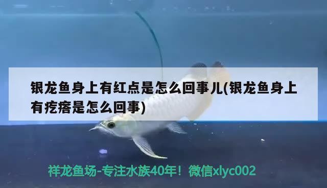 銀龍魚身上有紅點是怎么回事兒(銀龍魚身上有疙瘩是怎么回事)