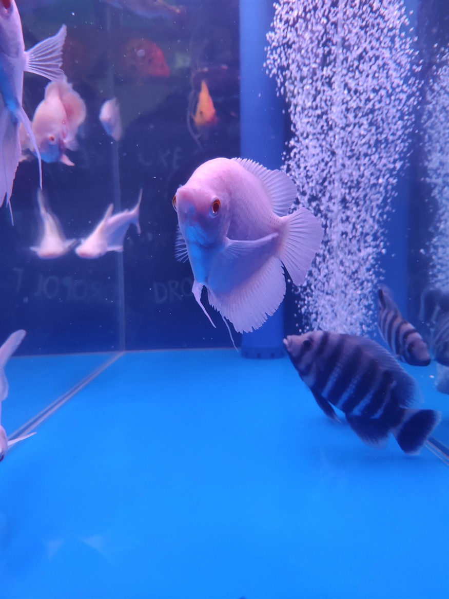 空氣缸龍魚虎魚觀賞魚混養底濾