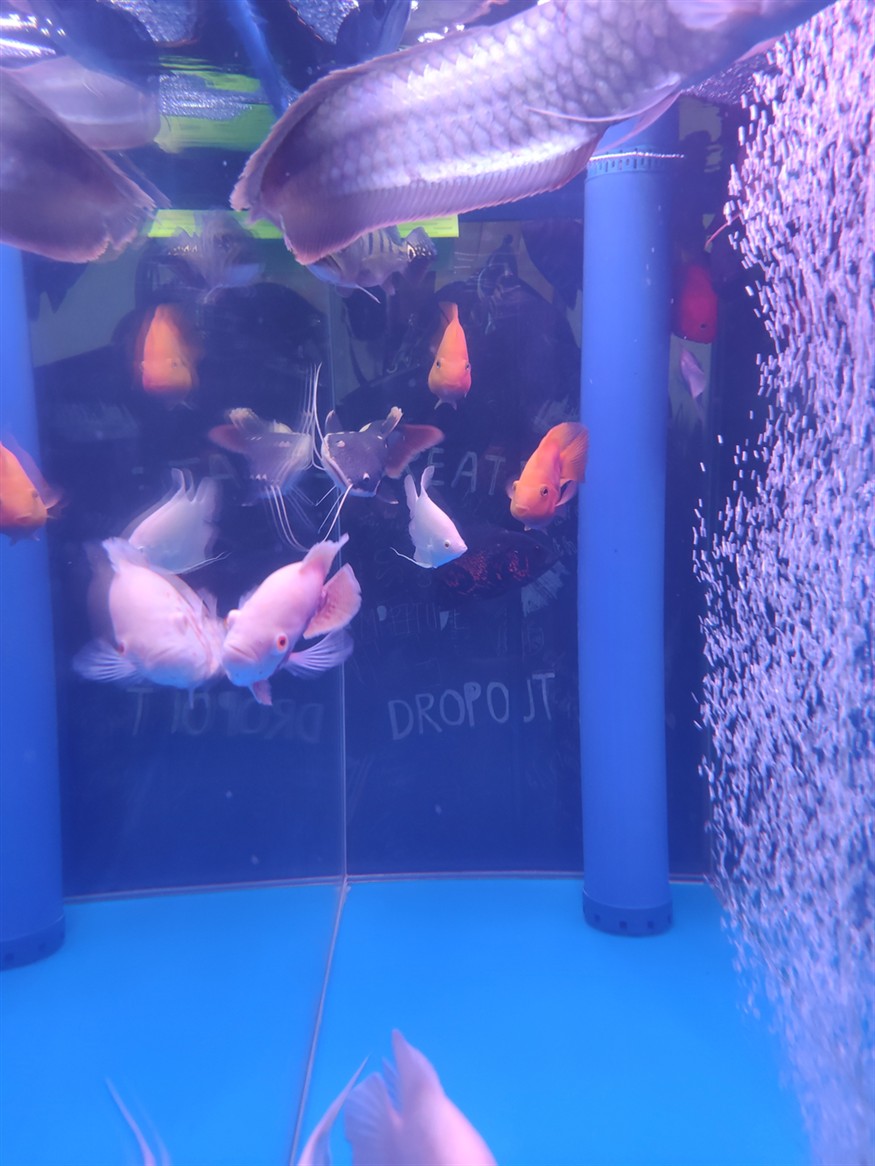 空氣缸龍魚虎魚觀賞魚混養底濾