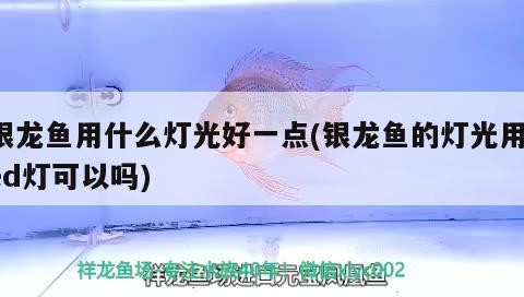 銀龍魚用什么燈光好一點(銀龍魚的燈光用led燈可以嗎)
