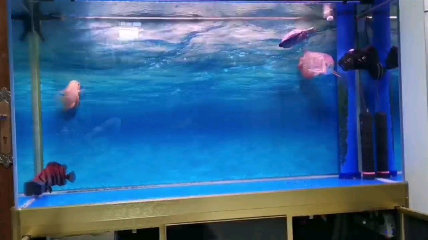 菠蘿跟虎魚不能一起養(yǎng)？