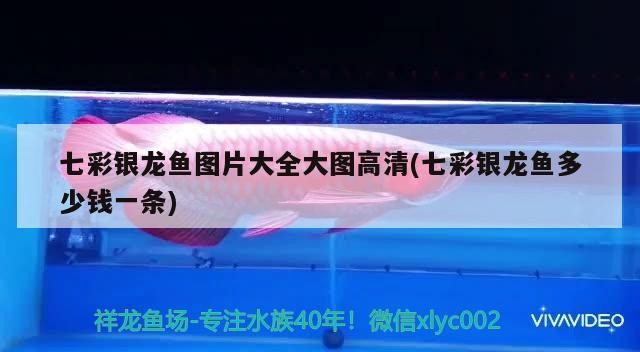 七彩銀龍魚圖片大全大圖高清(七彩銀龍魚多少錢一條)