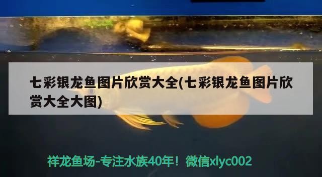 七彩銀龍魚(yú)圖片欣賞大全(七彩銀龍魚(yú)圖片欣賞大全大圖)
