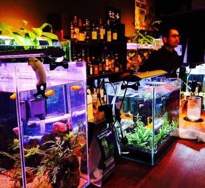 帶我去魚缸咖啡店英文怎么說：\takemetothefish 帶我去魚缸咖啡店英文怎么說：\takemetothefish 魚缸百科 第2張