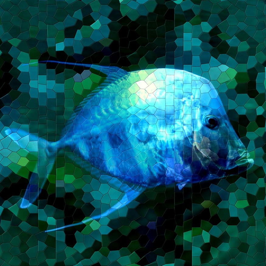 薩伊藍和虎魚混養圖片（薩伊藍混養龍魚虎魚）