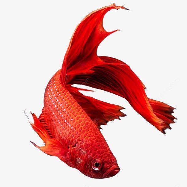龍魚照片高清大圖素材 龍魚照片高清大圖素材 龍魚百科 第2張