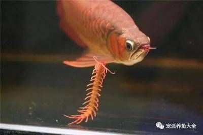 小紅龍魚價格