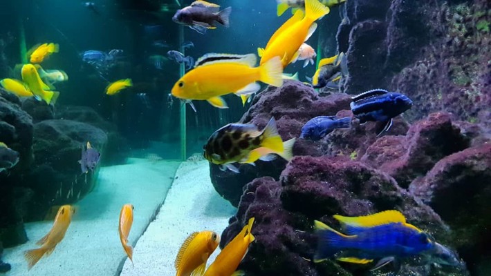 黔西縣四季水族館（黔西縣四季水族館電話）