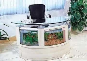 辦公桌上能放魚缸嗎：辦公桌上養魚風水