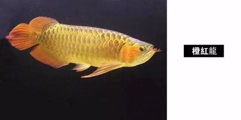 龍魚圖鑒種類有哪些