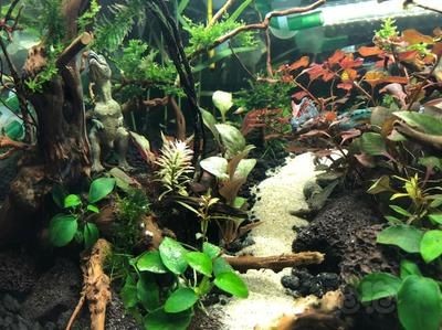 大型魚缸能種水草嗎：如何在大型魚缸中種植水草