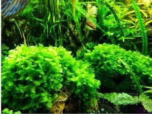 大型魚缸能種水草嗎：如何在大型魚缸中種植水草