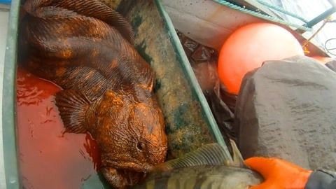 龍魚可以喂大蝦嗎怎么喂