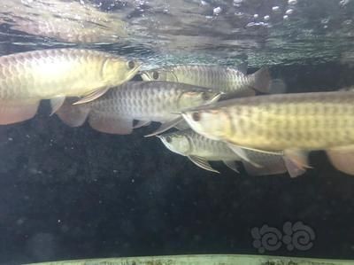 龍魚趴在缸底發呆怎么辦