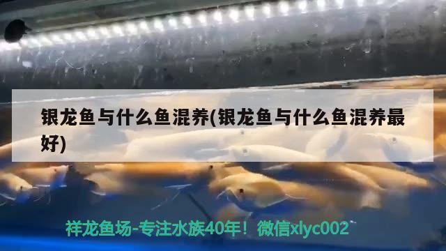 銀龍魚與什么魚混養(銀龍魚與什么魚混養最好)