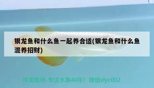 魚缸過濾器選購指南:自制魚缸過濾器魚缸上置過濾器對于養魚愛好者的必備知識 銀龍魚和什么魚一起養合適(銀龍魚和什么魚混養招財) 銀龍魚百科 銀龍魚和什么魚一起養合適(銀龍魚和什么魚混養招財) 銀龍魚和什么魚一起養合適(銀龍魚和什么魚混養招財) 銀龍魚百科