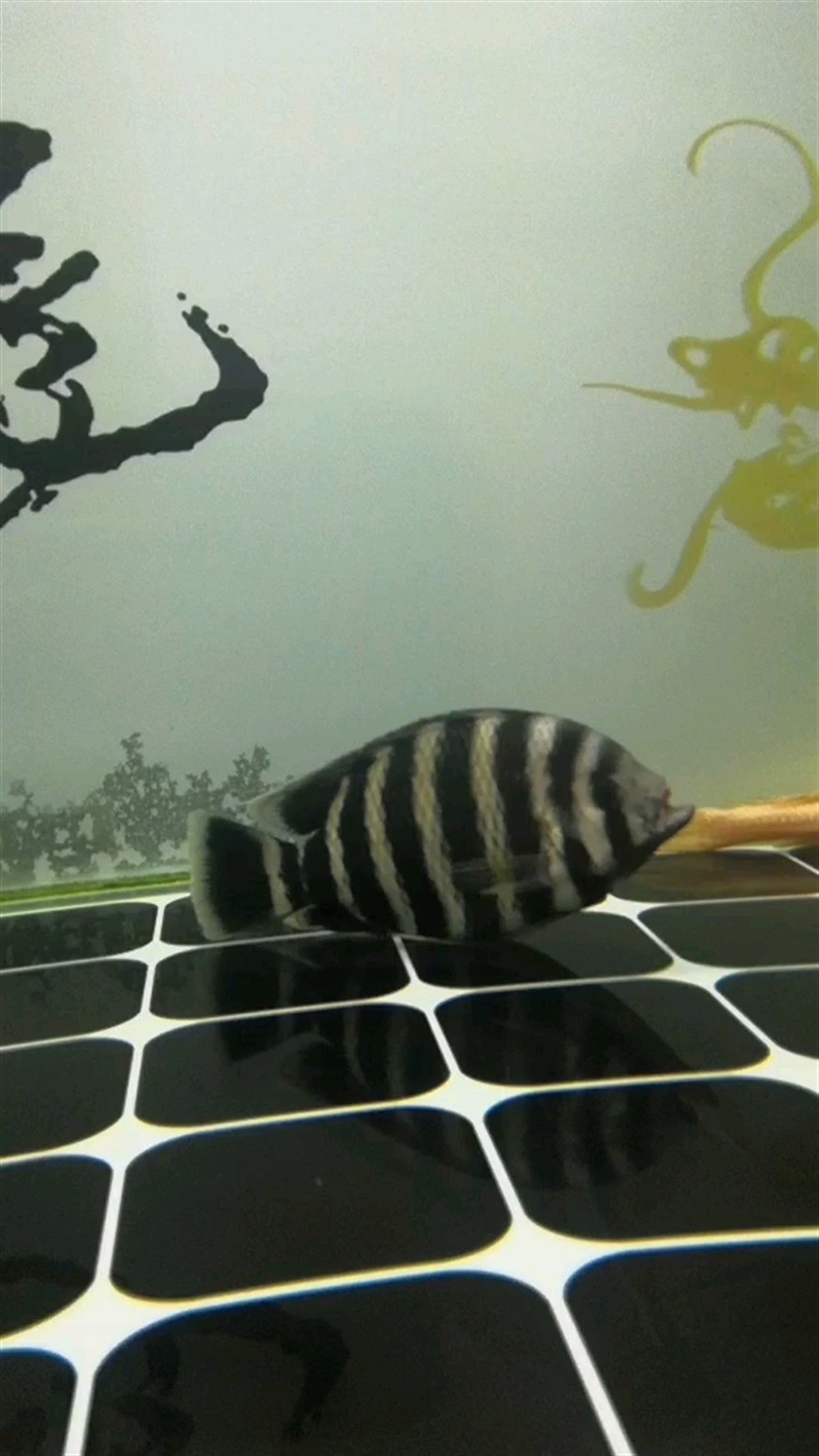 沒牙的老魚虎看你咋咬別的