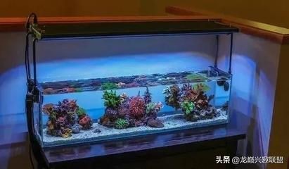 八爪魚怎么用魚缸養殖的視頻：八爪魚養殖的基本步驟和注意事項八爪魚養殖的基本步驟和注意事項