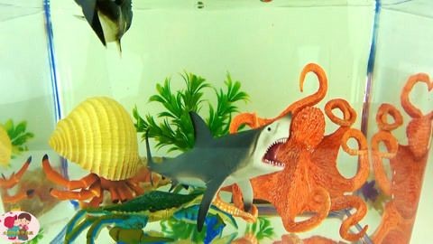 八爪魚怎么用魚缸養殖的視頻：八爪魚養殖的基本步驟和注意事項八爪魚養殖的基本步驟和注意事項