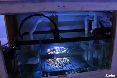 八爪魚怎么用魚缸養殖的視頻：八爪魚養殖的基本步驟和注意事項八爪魚養殖的基本步驟和注意事項